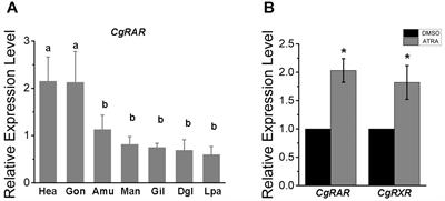 Molecular Characterization of Retinoic Acid Receptor CgRAR in Pacific Oyster (Crassostrea gigas)